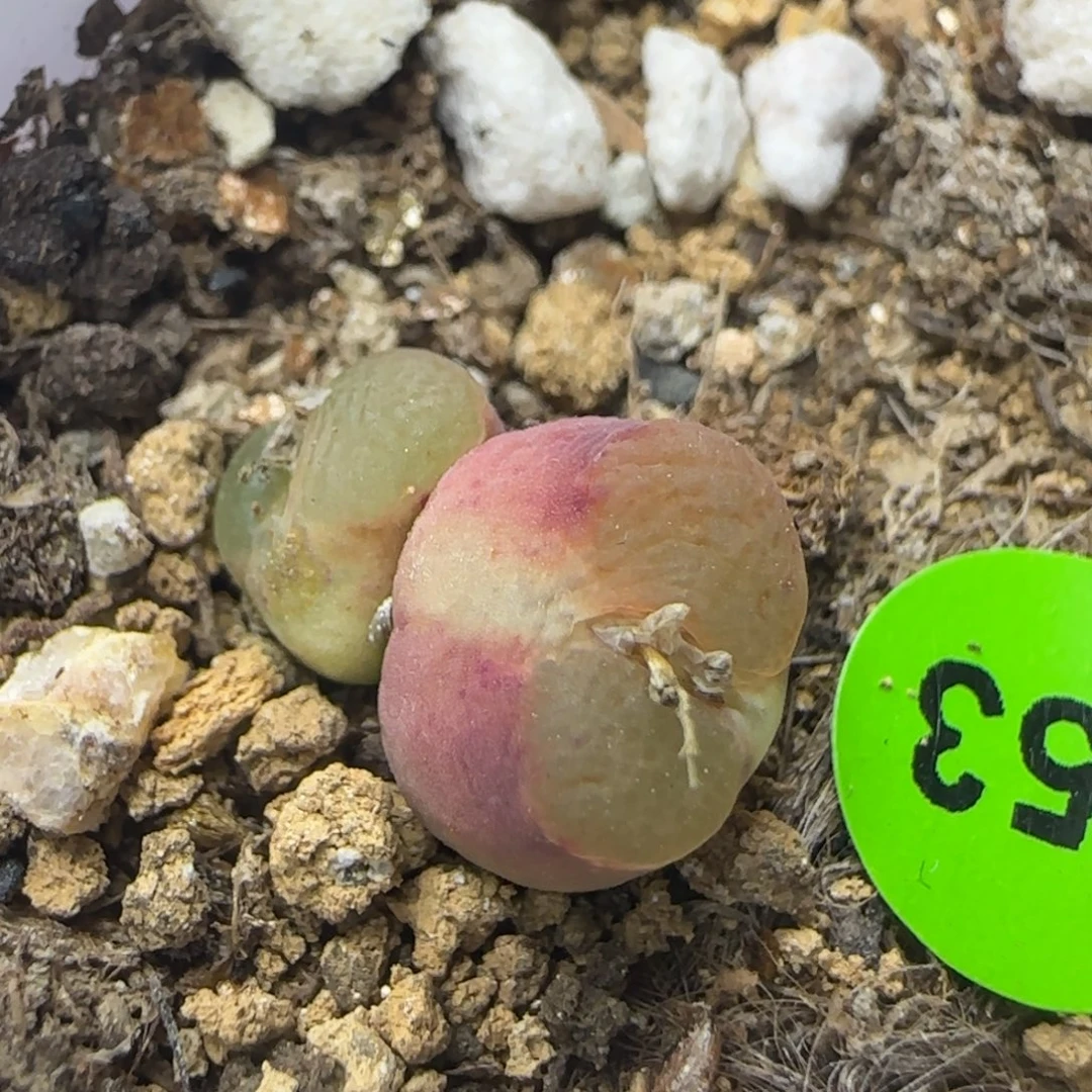 你****专拍漂亮多肉植物253