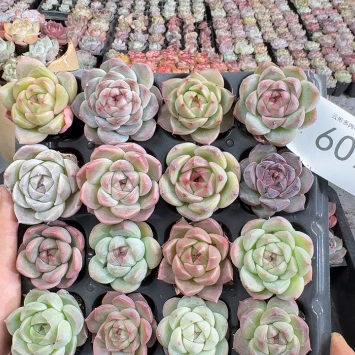 小***丫607。