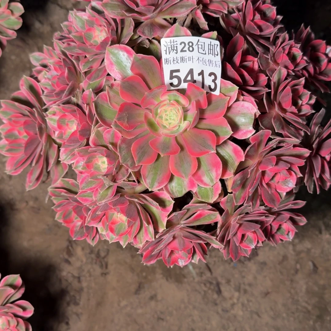 5413女妖多肉植物