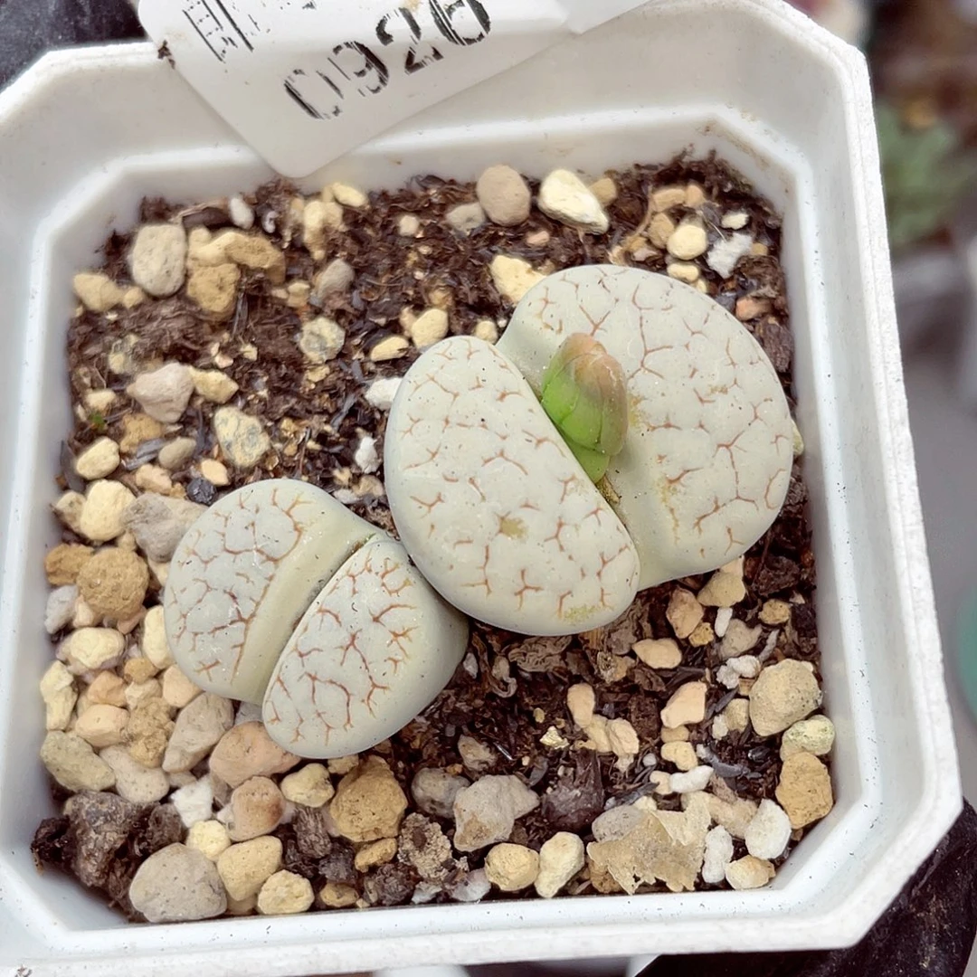 生石花满18包邮0926-246