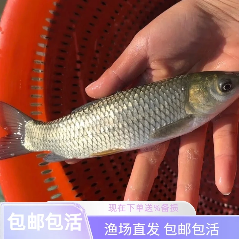 皖鱼 草鱼 草混子 淡水 四大家鱼 宠物观赏鱼 水族活体