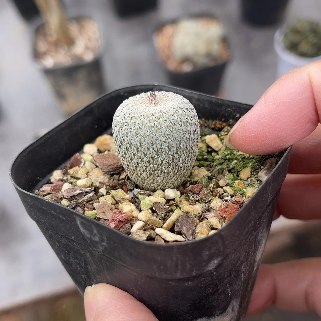 实生月世界仙人球一物一拍