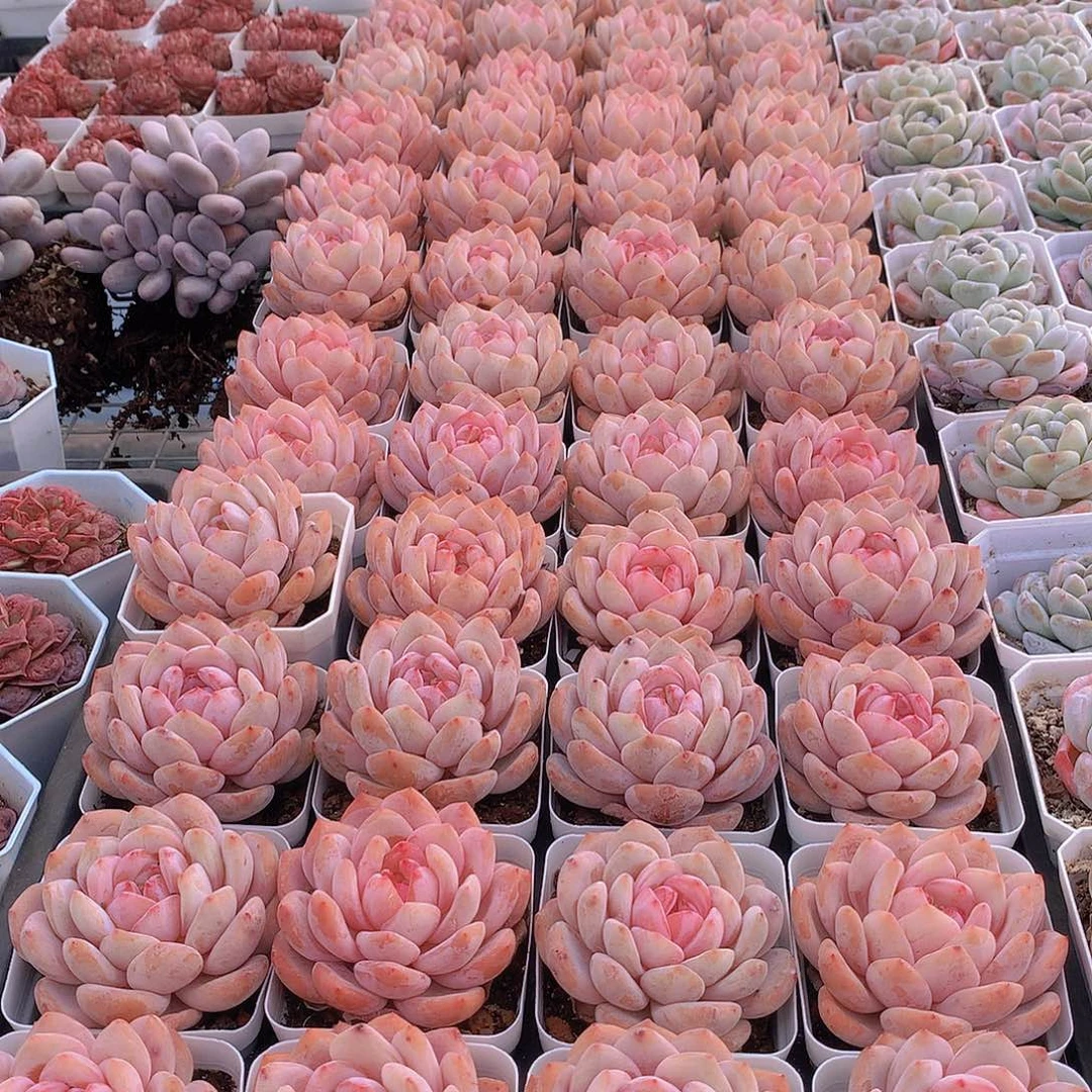 天使橙244567889999000