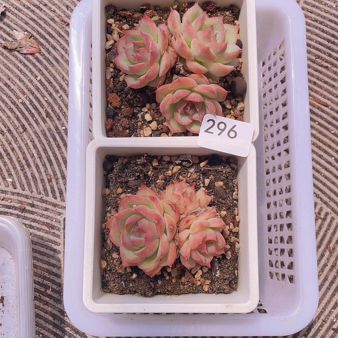 296。侧影2 棵。