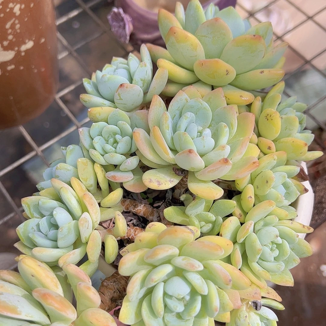 冷香 多头多群身