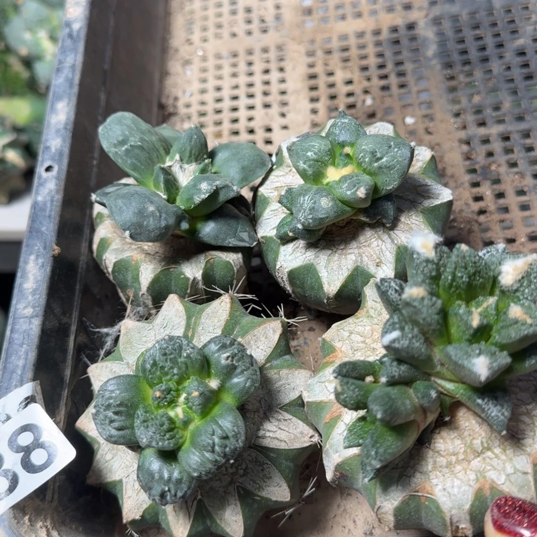 【闪购商品】无花朵用****2四颗牡丹538