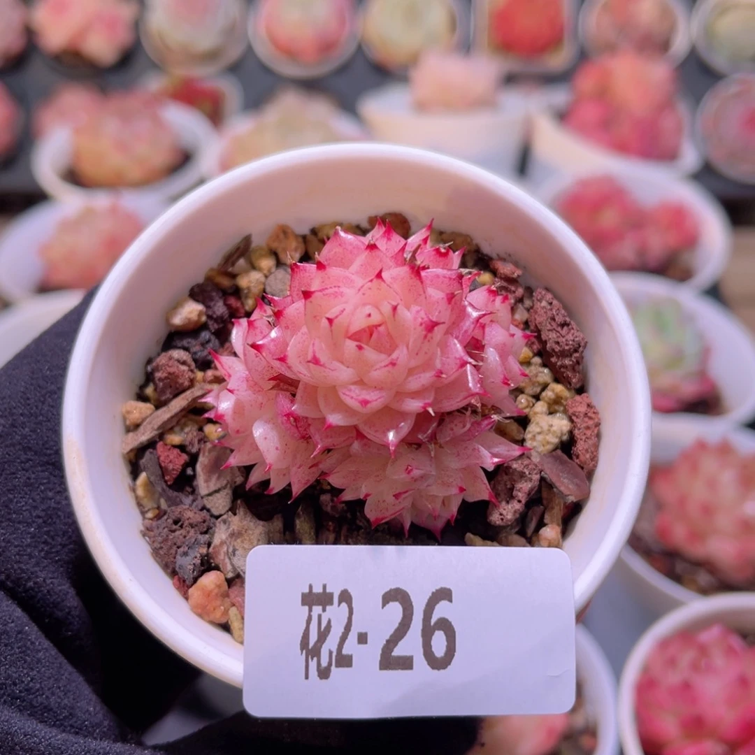 红陶花利美2-26麦秆群