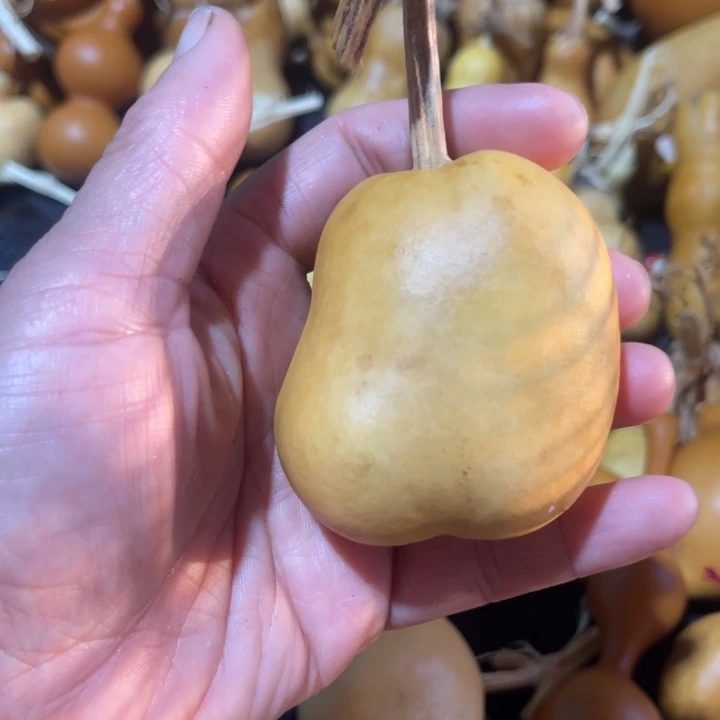 金***子葫芦葫哈哈哈哈哈哈