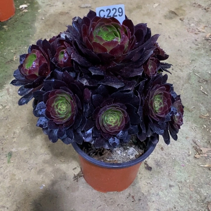 黑骑士多肉植物229