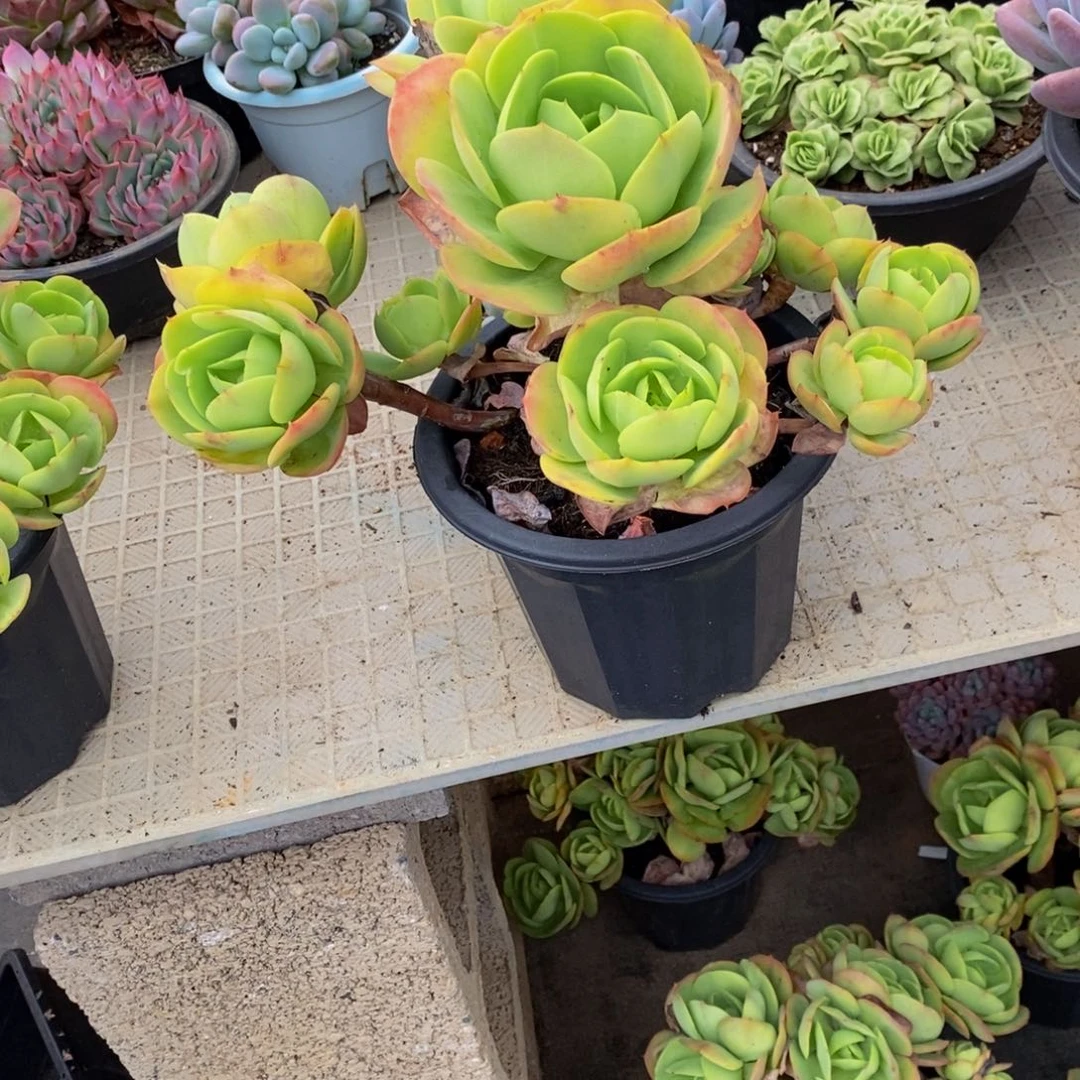 瑾****48包邮一物一拍多肉植物