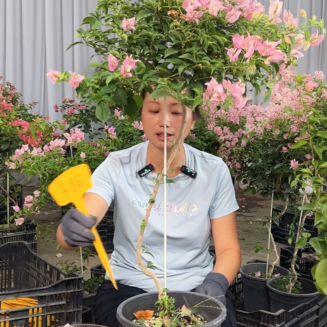 薯***奶完全开放F86魔法樱花