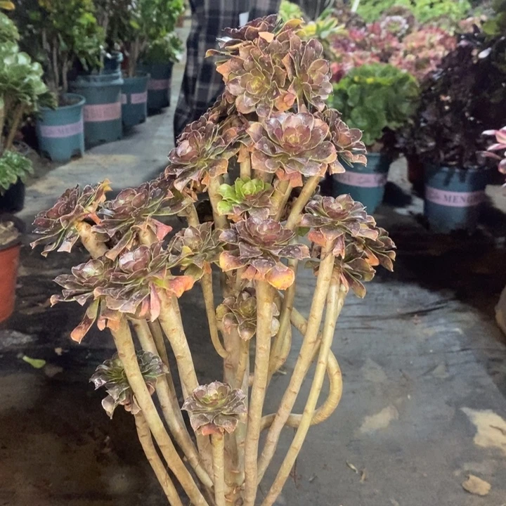 灰法多肉植物26。