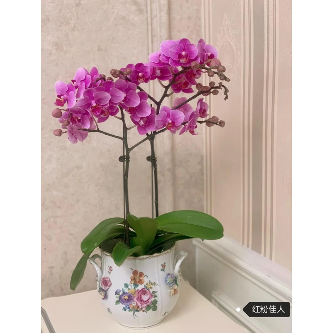 蝴蝶兰红粉佳人室内花卉西安基地直发易养花期长