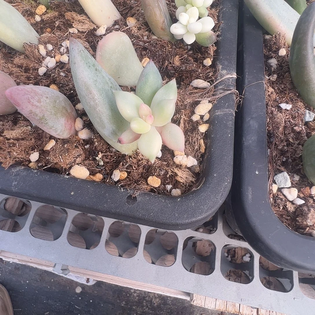 x***g多肉植物多肉植物