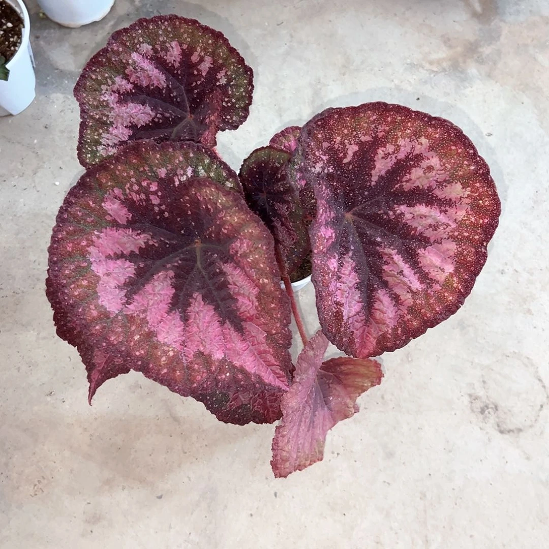 无花朵秋海棠的绽放之天蝎