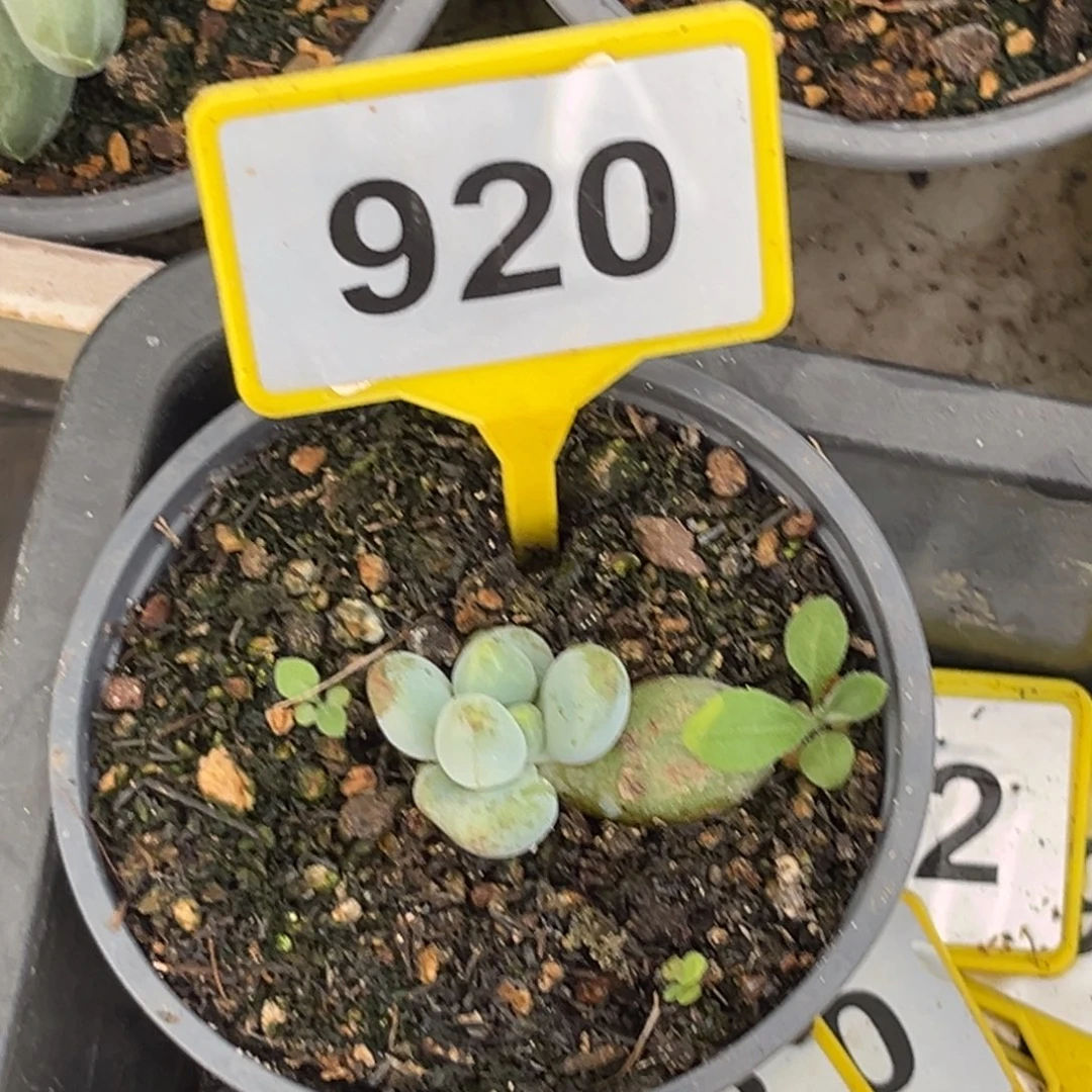 华***仔多肉植物福莱布920
