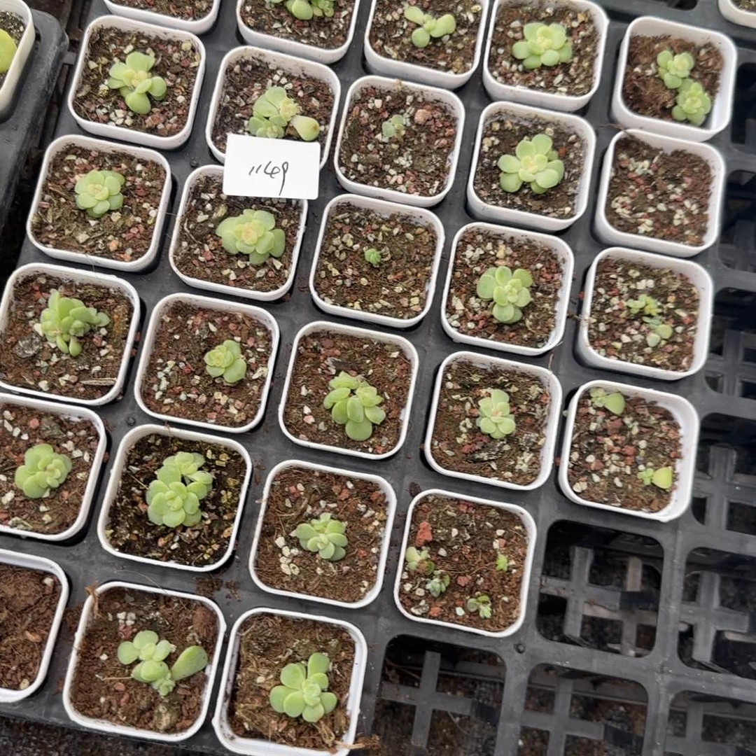 脸***圆1149青梅号20左右满20包邮