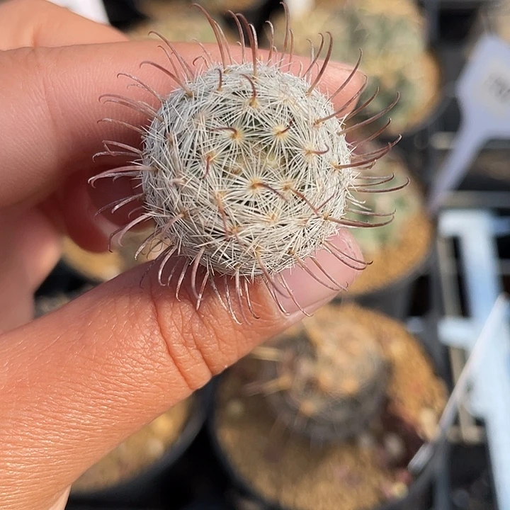 半月实生仙人球裸根发货