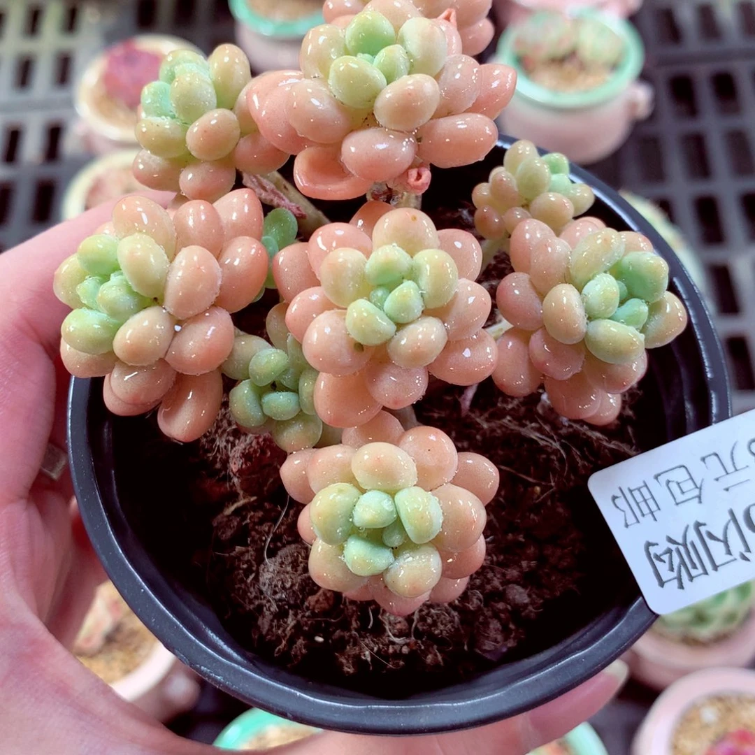 9cm种植盆鱼子酱1110