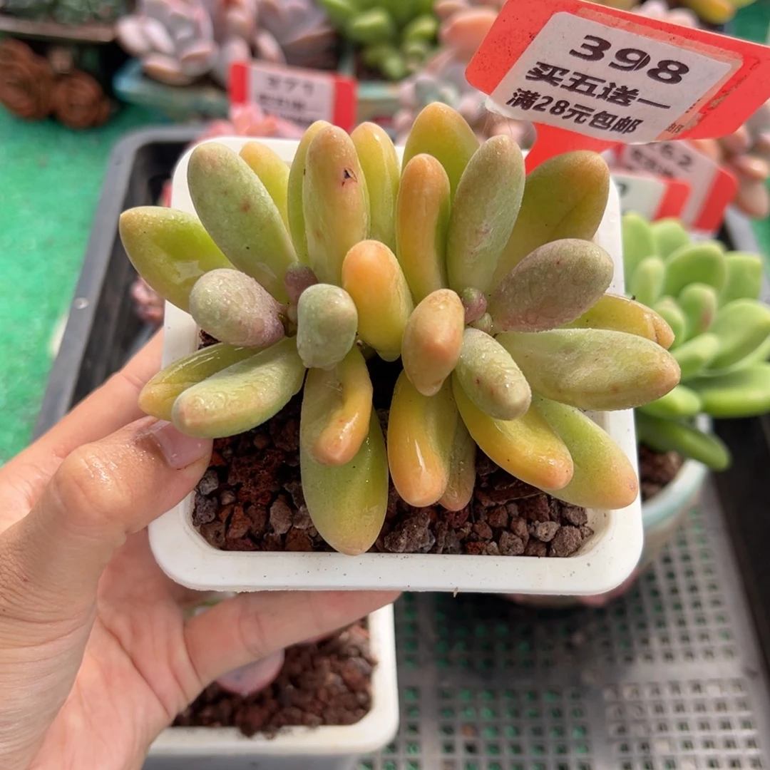 表妹精品多肉植物398.