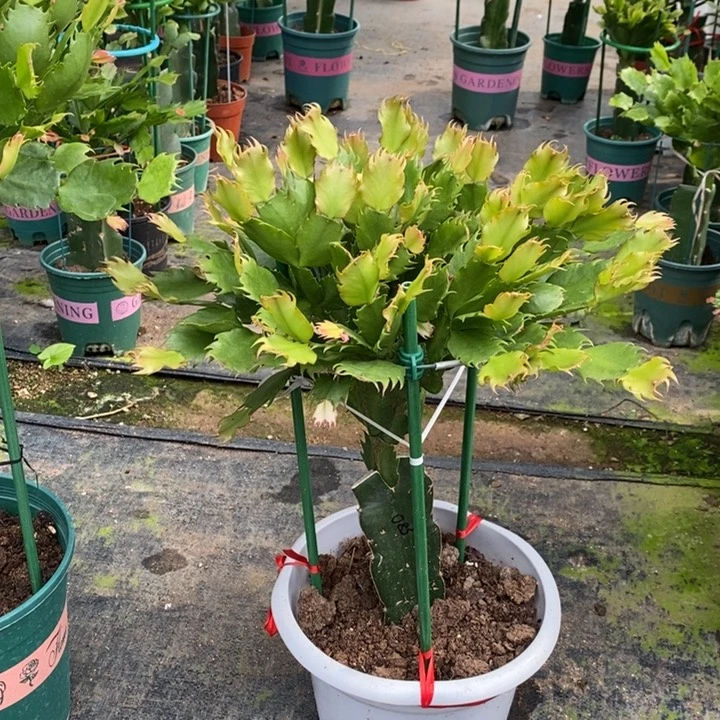 无花朵080嫁接083