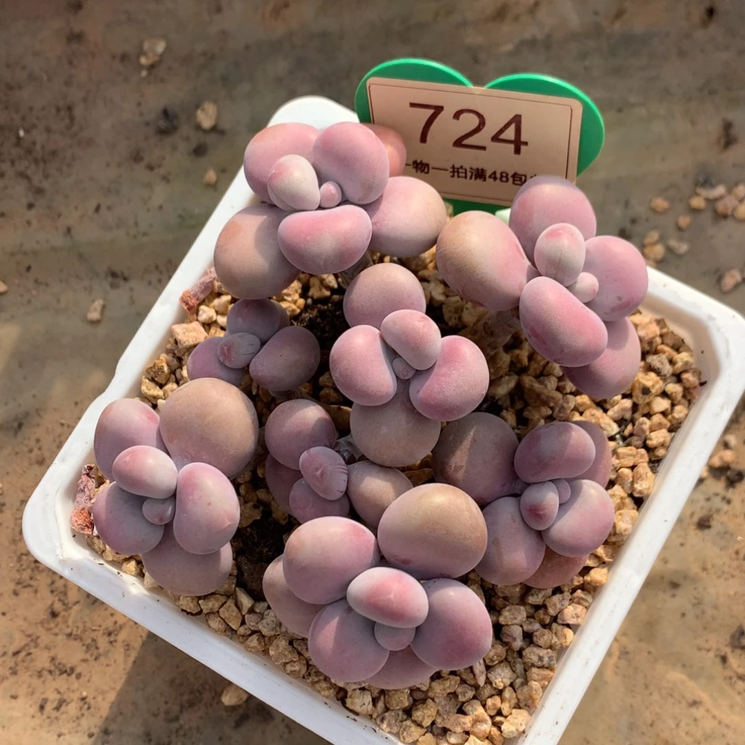 腰子蛋老桩无砍724