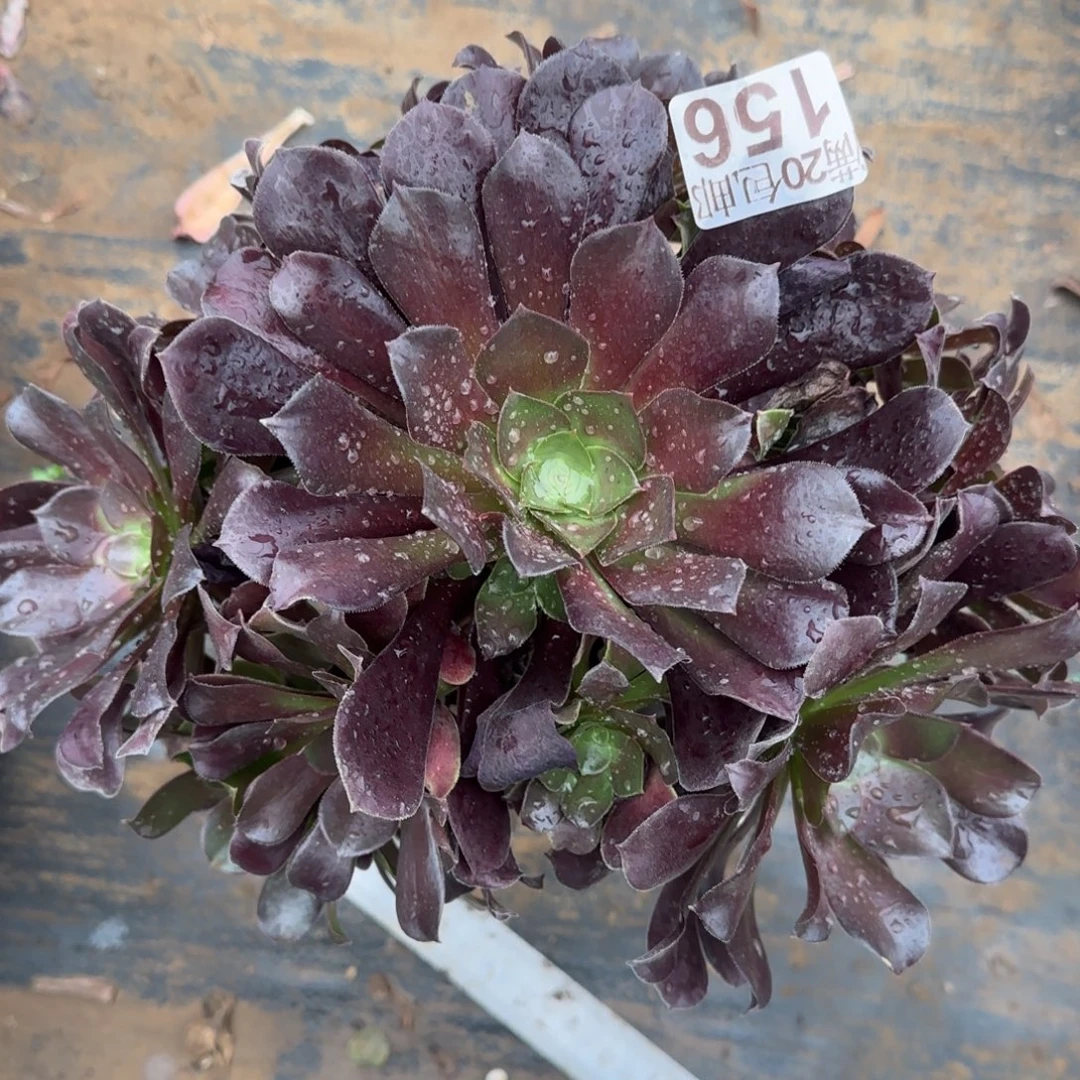 梅花博迪156满20包邮断枝不包