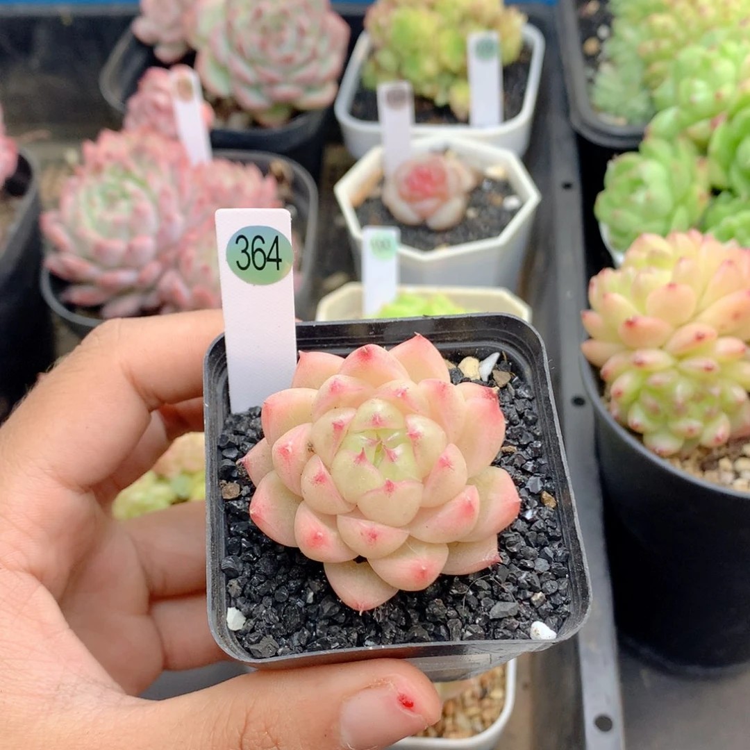 58包邮  群生不包整364