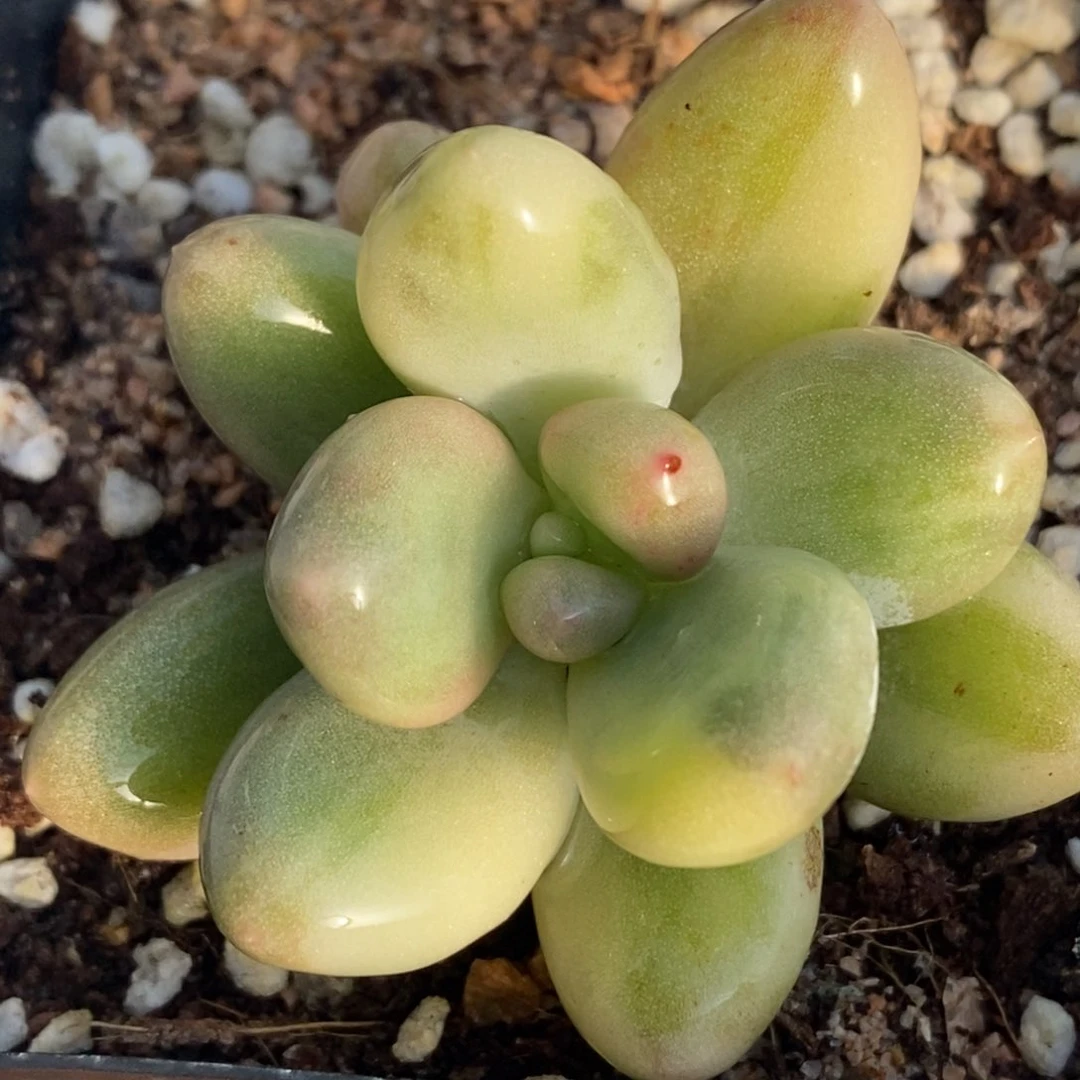 851蛋黄奶锦单头带根