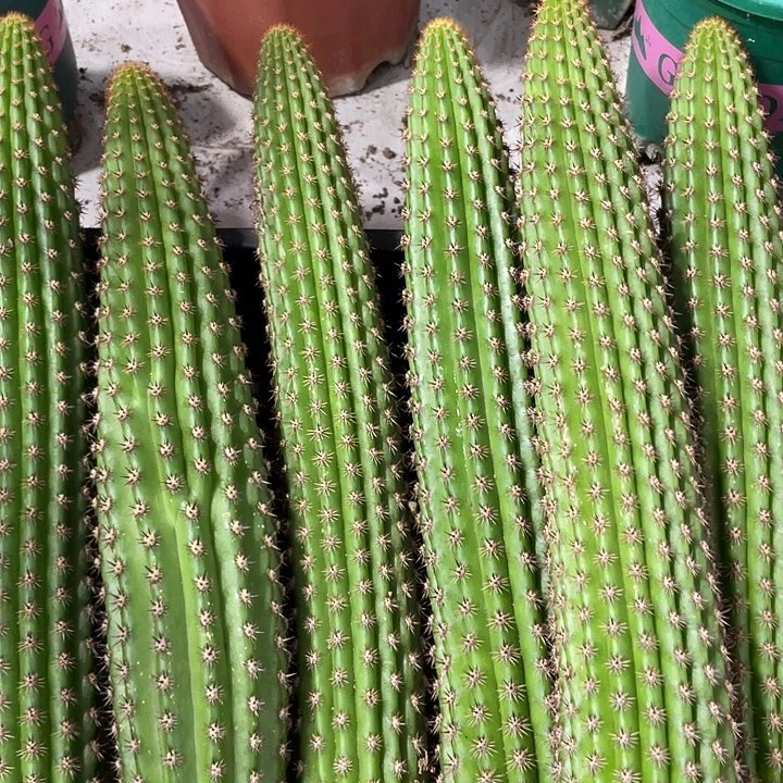 进口金妞卡布奇诺自根保20