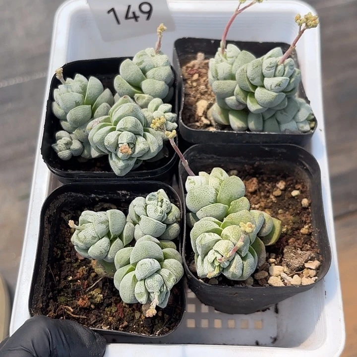 149 一筐5盆一组发货