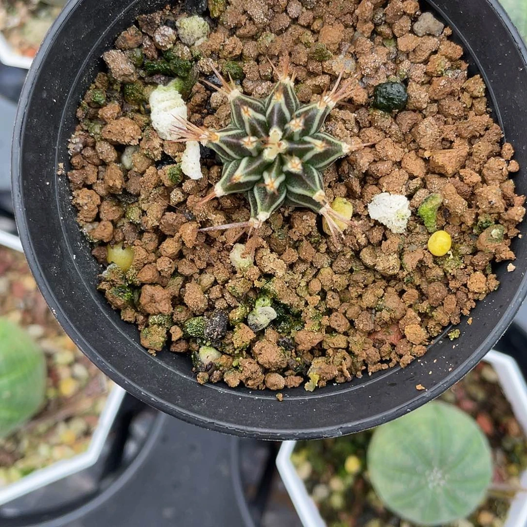 陈***财1-58黑骑士侧芽2厘米