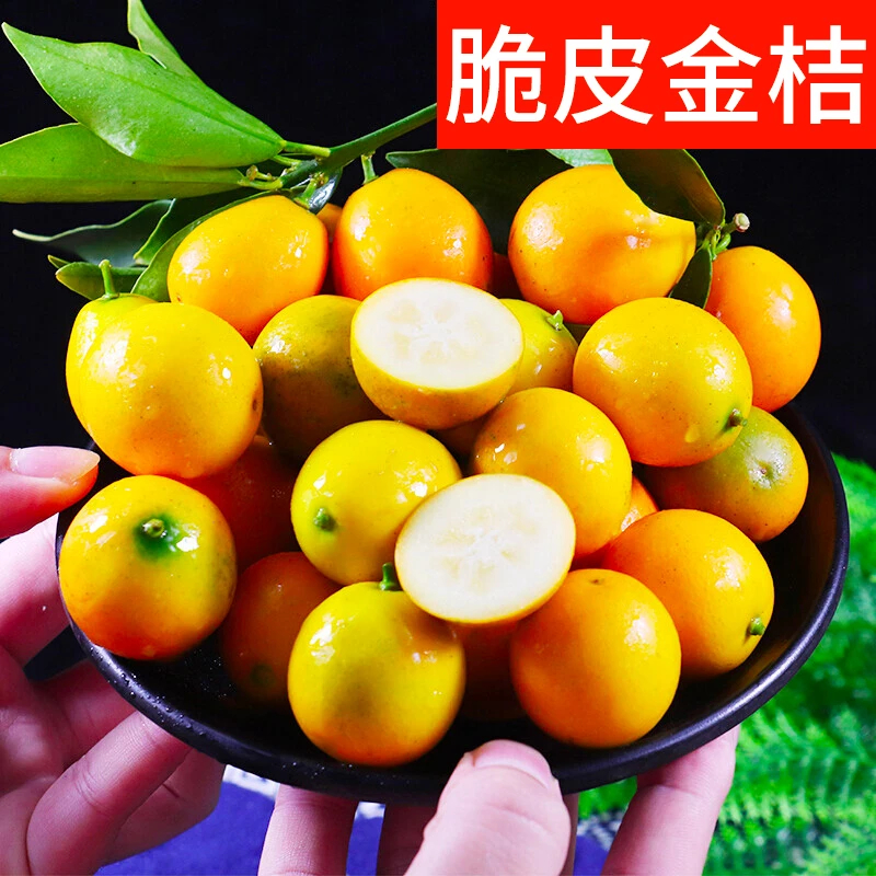 100颗纯甜正宗滑皮金桔脆皮鲜果应季水果现摘现发整箱Y
