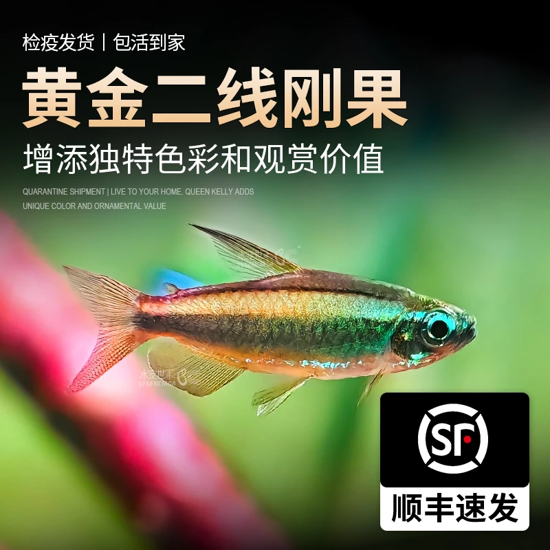 黄金二线刚果美人鱼进口南美州野采热带鱼淡水小型观赏鱼群游灯鱼