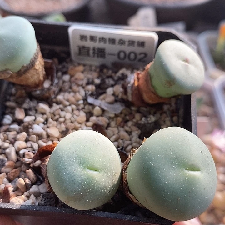 AP种源大型P嘴一颗