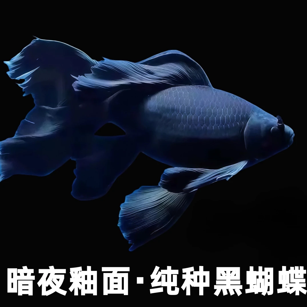 黑色蝴蝶鲤冷水观赏鱼 大鳍大尾 好养耐活广温易养包邮包损