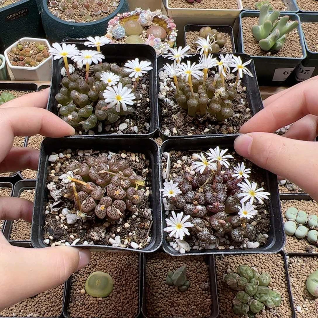 【闪购商品】63 勋章