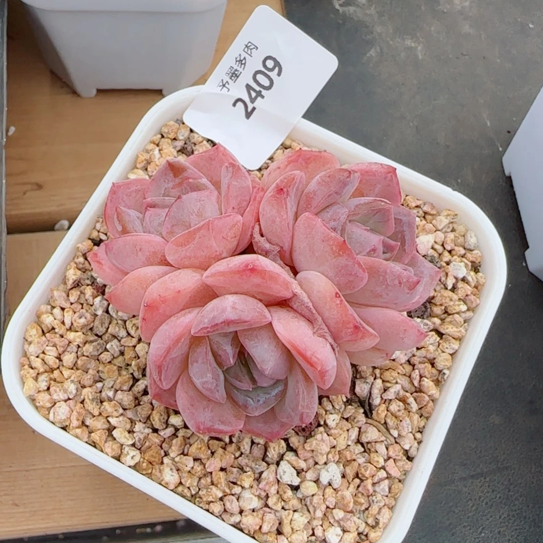 水晶桃子，2409多肉植物