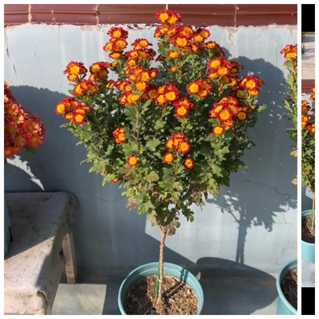 10颗菊花苗花卉大全开花盆栽地栽菊花小苗