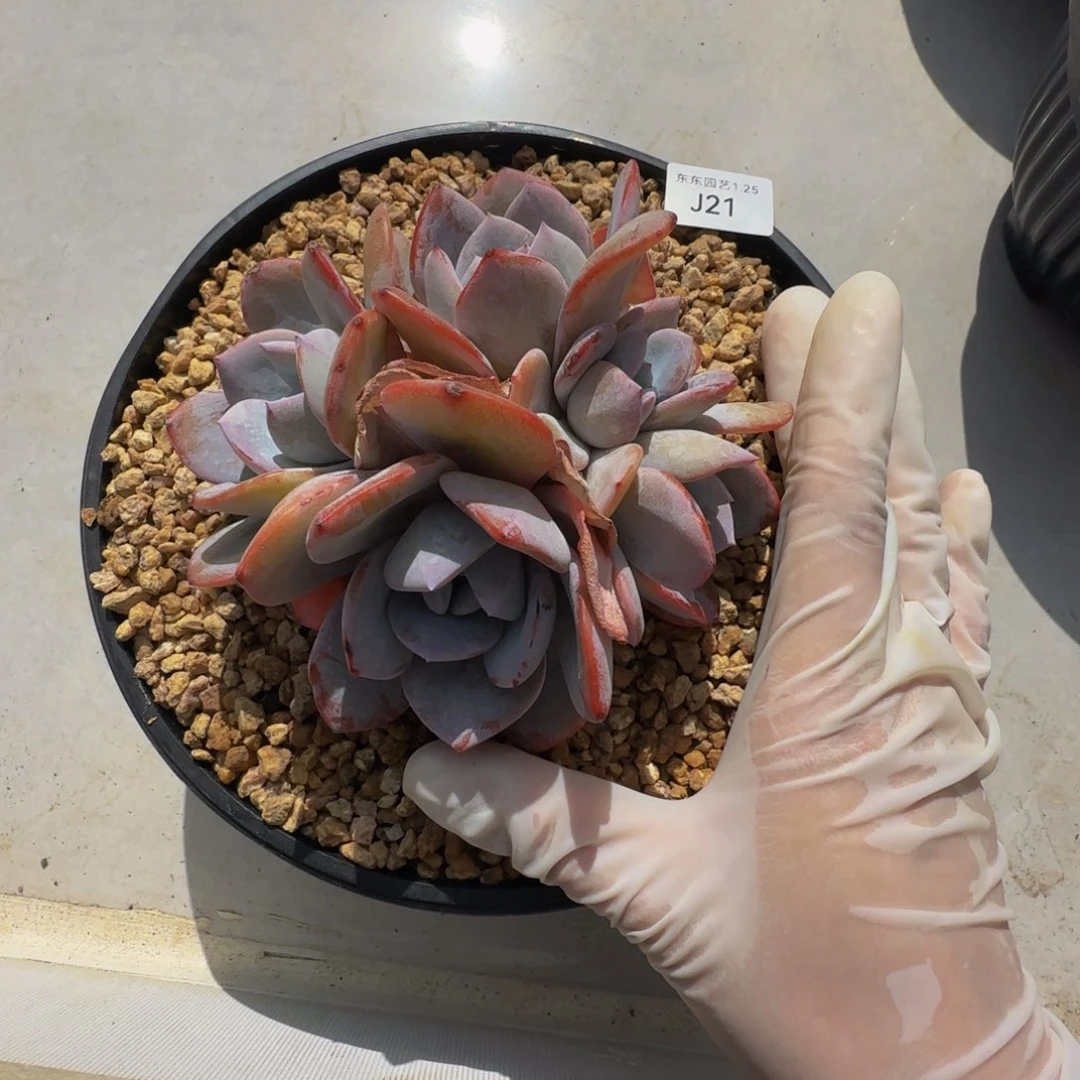 j 21奶茶群生默认有掐心