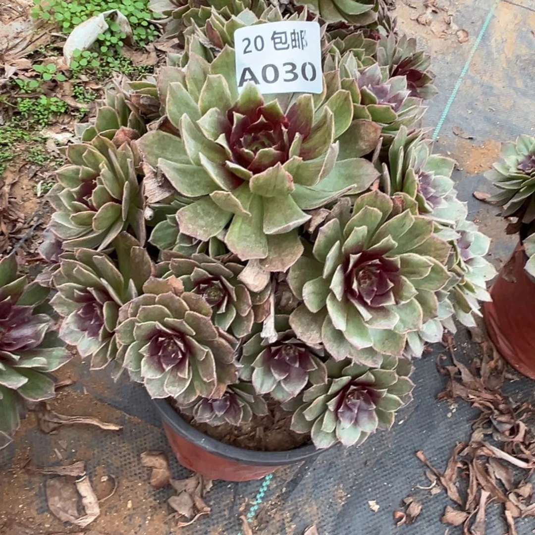 030红丝绒，多肉法师