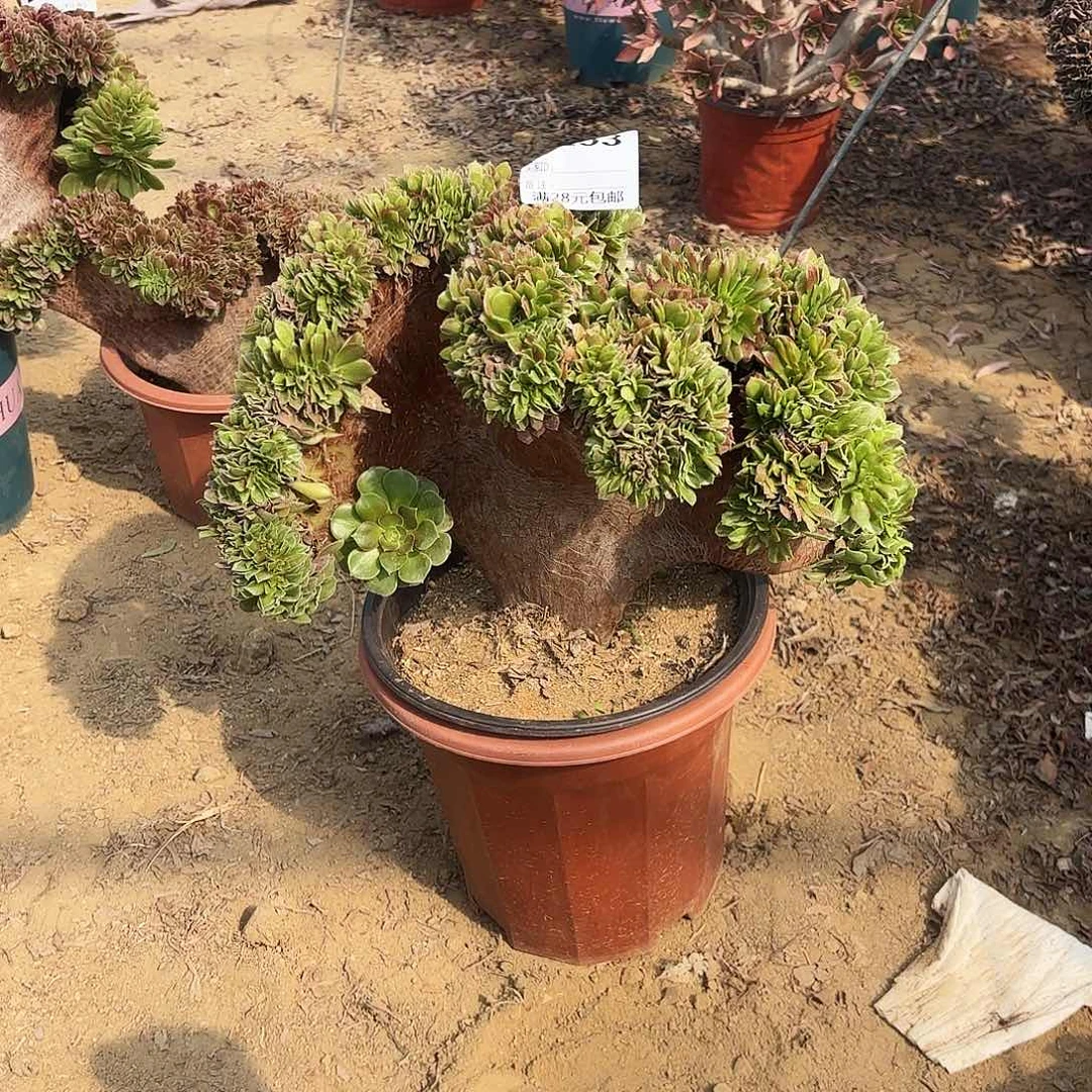 爱*谷253玫瑰缀多肉植物