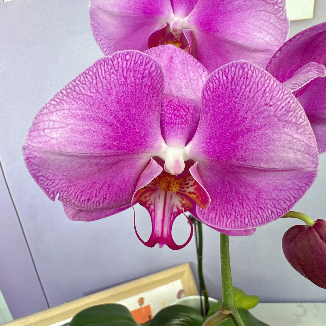A3【聚宝粉公主】基地直发蝴蝶兰.室内花.花期长