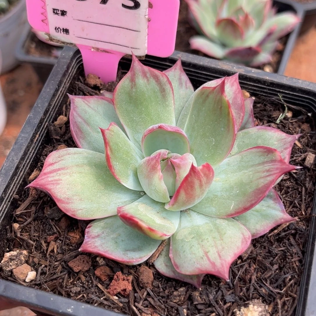 惊鸿一瞥多肉植物973
