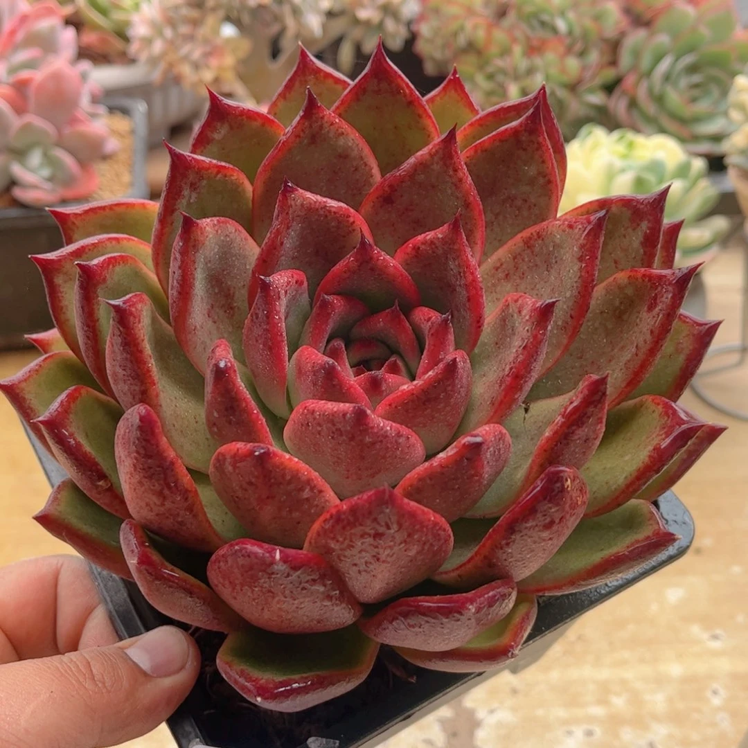 674魔根德华多肉