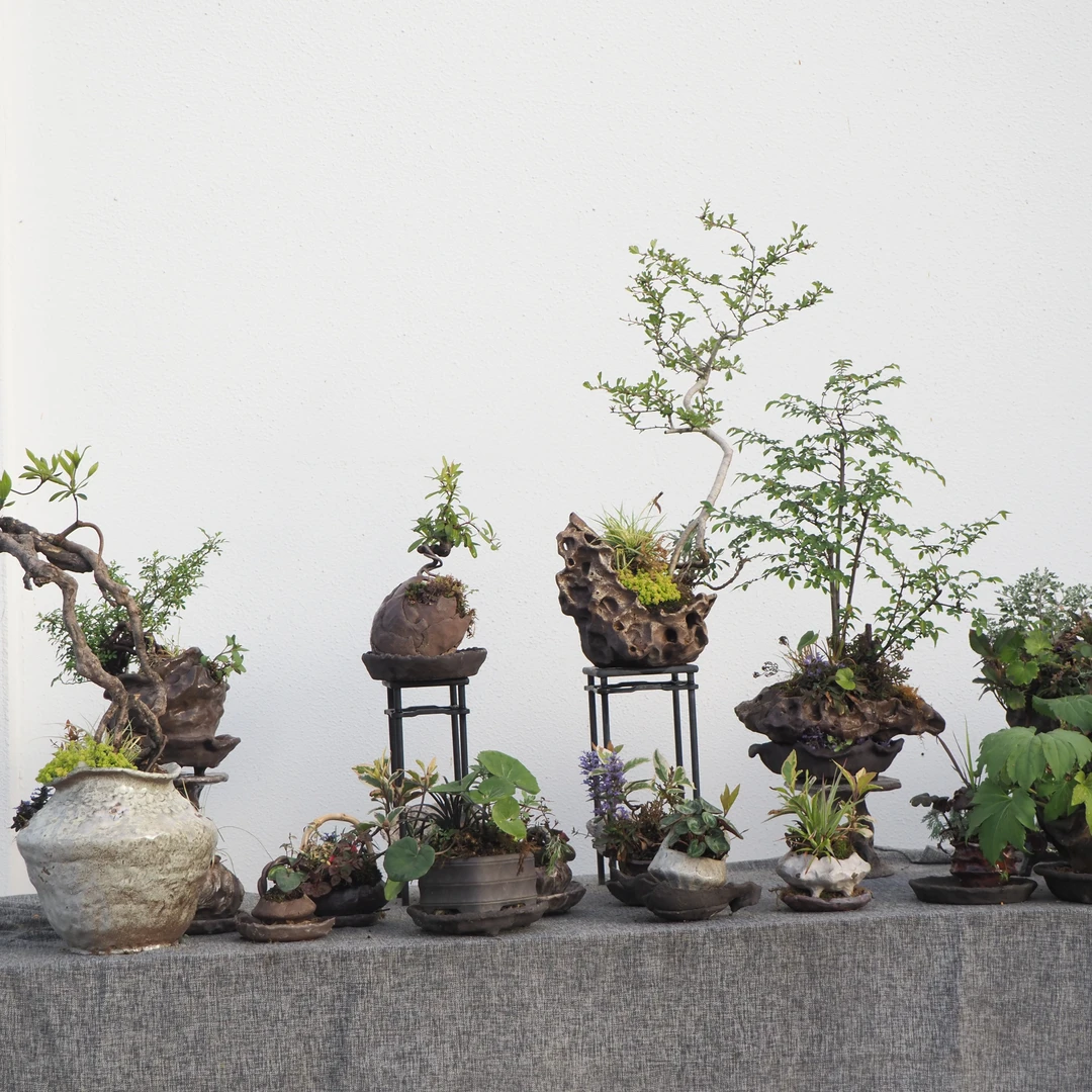 山野草盆栽，异形花盆，中草药盆景
