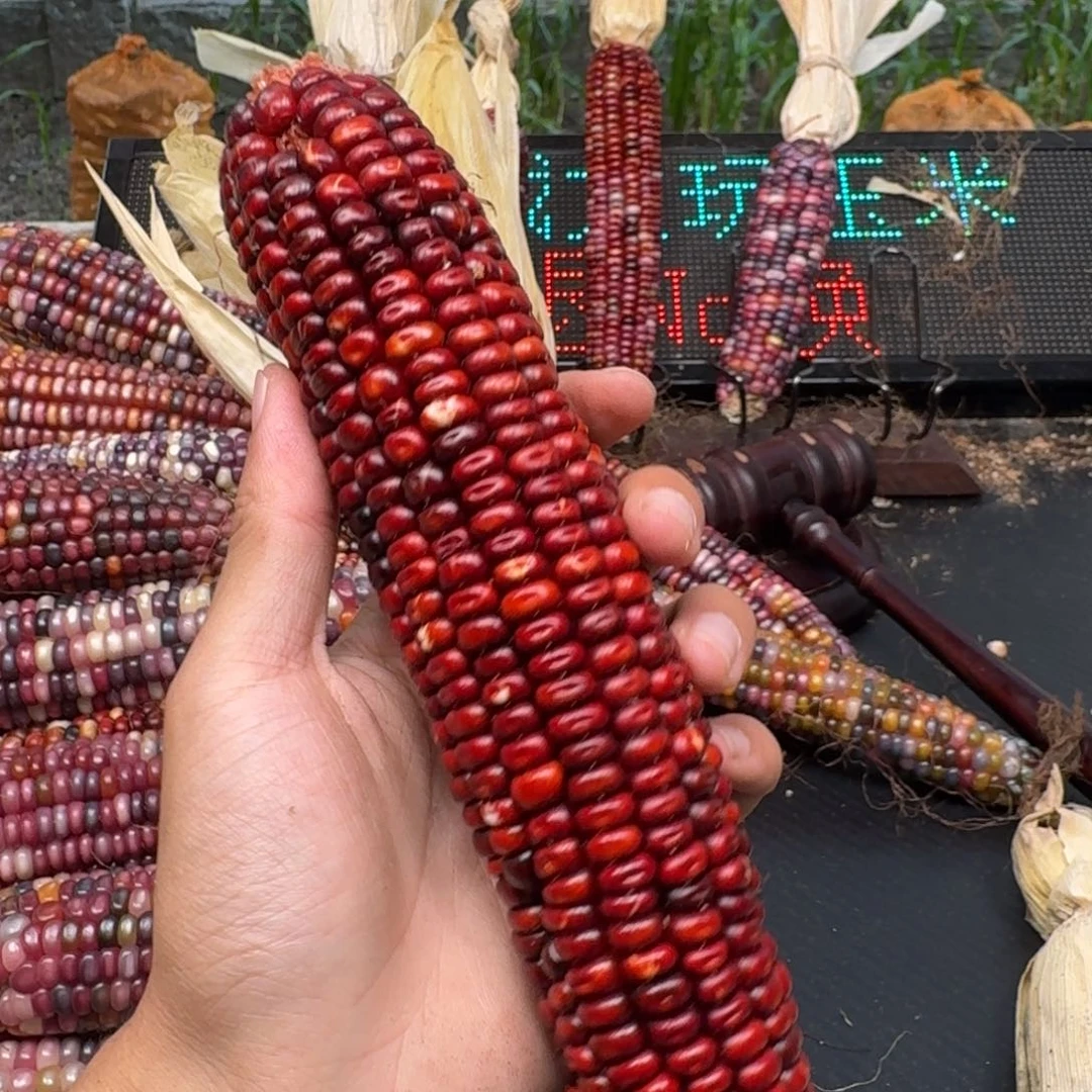 米***夏吊坠柏香籽/百香籽