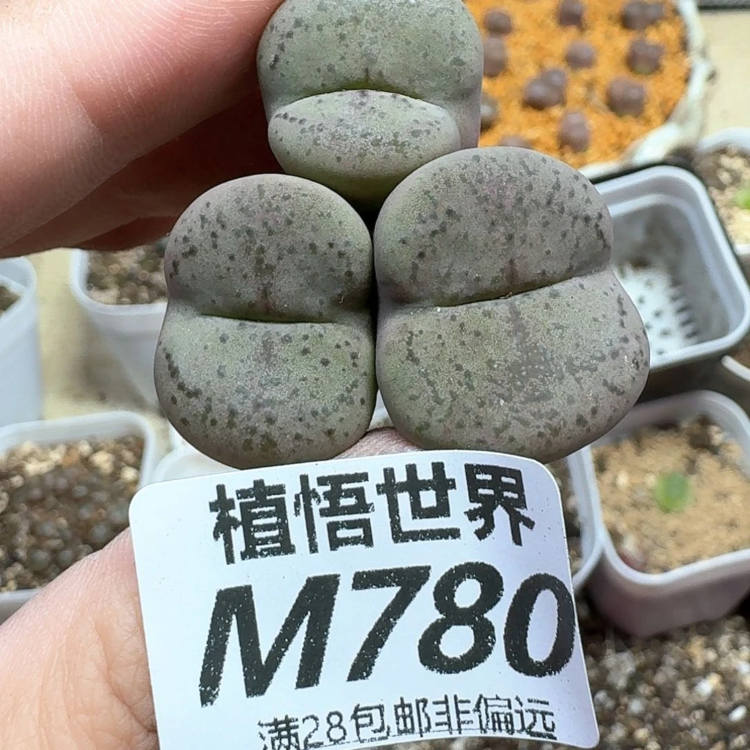 多肉植物的润泽地d