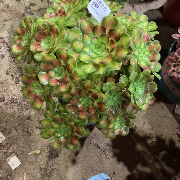 659韶华多肉植物特价