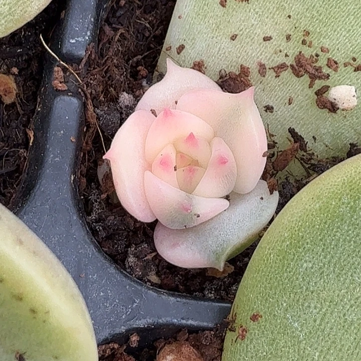 湖腹轮锦一颗多肉